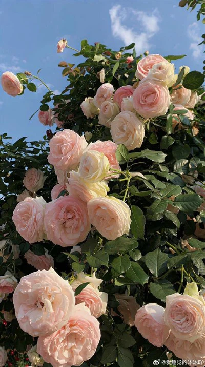 석영 레이저 보호 렌즈